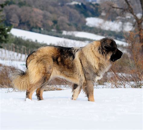 giant russian bear dog|russian bear dog for sale.